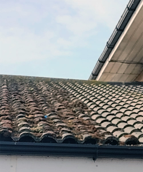 Biocide roof treatment and moss clearing